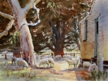 Sheep Around The Shed